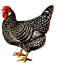 poule