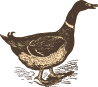 canard