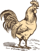 coq