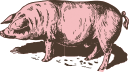 porc
