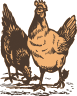 poulet